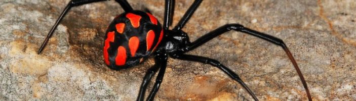 Ядовитые пауки россии — описание, фото, последствия укуса