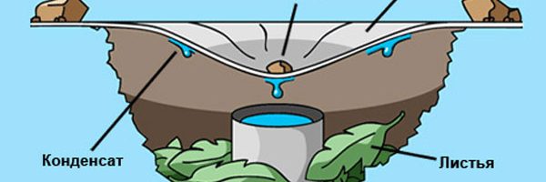 Как добыть воду в лесу