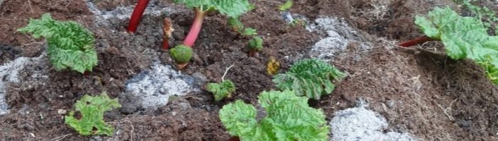 Как навоз и древесная зола избавляет черную смородину от мучнистой росы ...