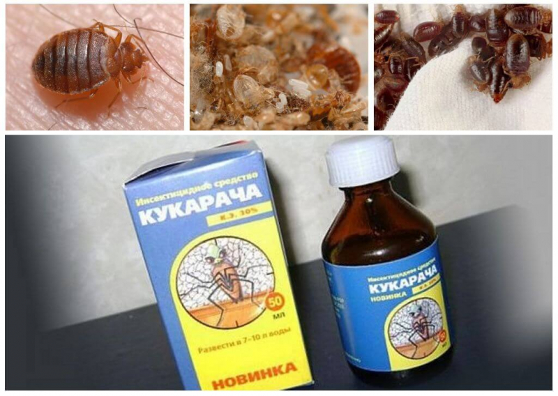 10 эффективных средств от клопов — народный рейтинг