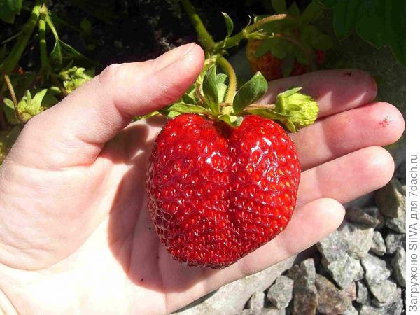 10 лучших сортов клубники для подмосковья — народный рейтинг