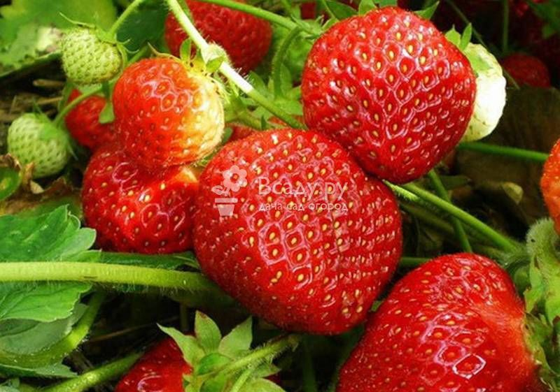10 лучших сортов клубники для подмосковья — народный рейтинг