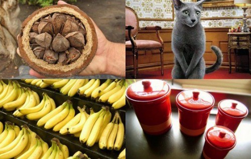 12 лучших наполнителей для кошачьего туалета — народный рейтинг