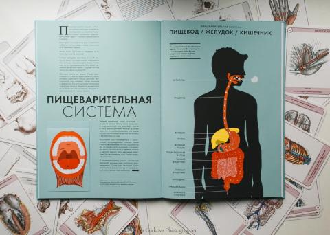 12 мифов о теле человека