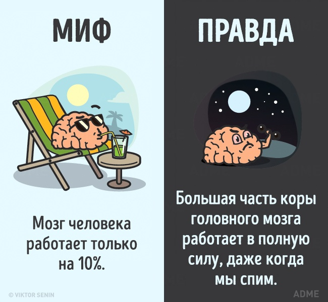 12 мифов о теле человека