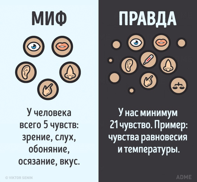 12 мифов о теле человека