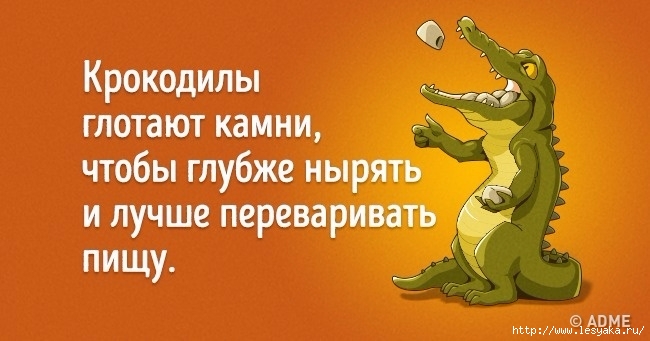 5 мифов о животных – интересные факты