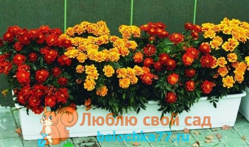 Бархатцы: посадка и уход в открытом грунте, когда и как правильно высаживать весной