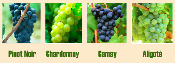 Бургундские вина: разнообразие сортов и стилей напитка