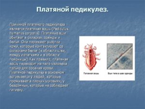 Чем отличаются вши от блох и как выглядят внешне