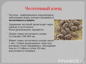 Чесоточный клещ у человека