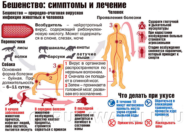 Что делать, если укусила собака?