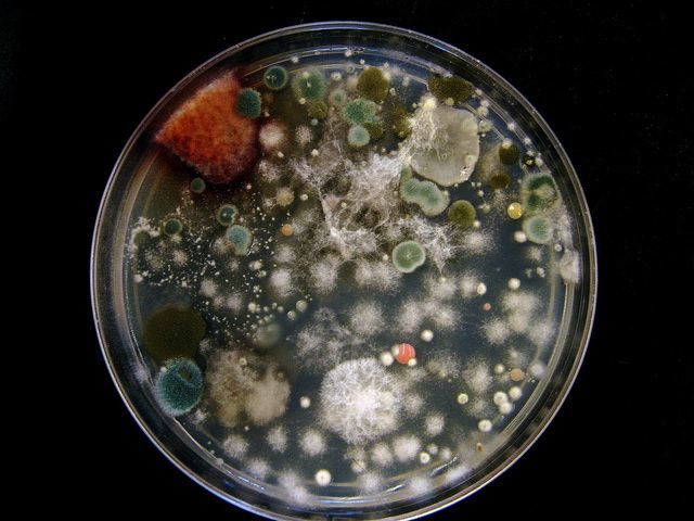 Что делать при появлении плесени на вине: простые лайфхаки