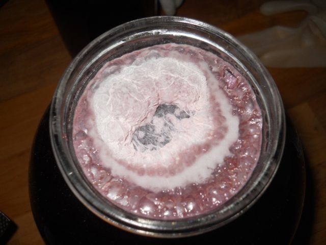 Что делать при появлении плесени на вине: простые лайфхаки