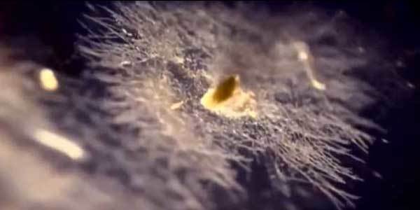 Что делать при появлении плесени на вине: простые лайфхаки