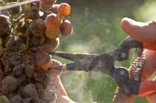 Что делать при появлении плесени на вине: простые лайфхаки