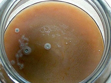 Что делать при появлении плесени на вине: простые лайфхаки