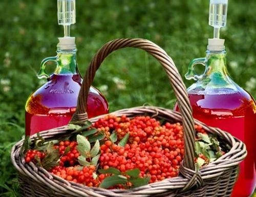 Домашнее вино из калины: очень необычные, но вкусные рецепты алкоголя