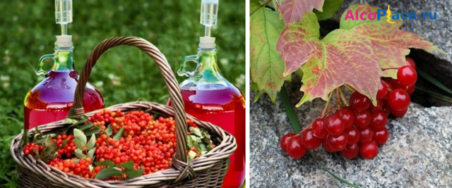 Домашнее вино из калины: очень необычные, но вкусные рецепты алкоголя