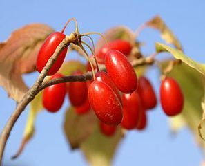 Домашнее вино из кизила: простой рецепт и технология приготовления вкусного напитка