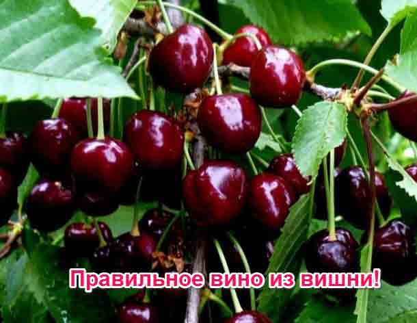 Домашние рецепты вишни (черешни) в вине: тонкости приготовления ароматного продукта