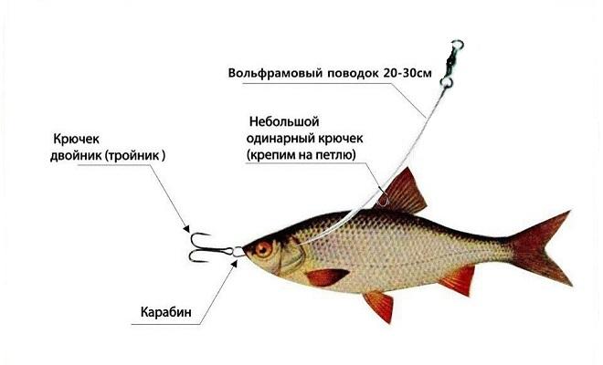 Донка на судака