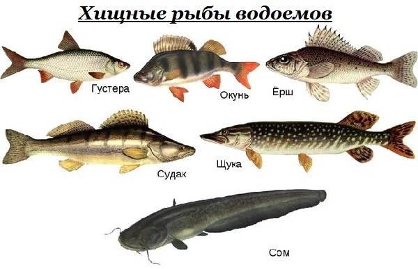 Донные рыбы в реках россии