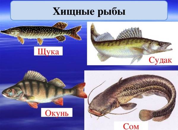 Донные рыбы в реках россии