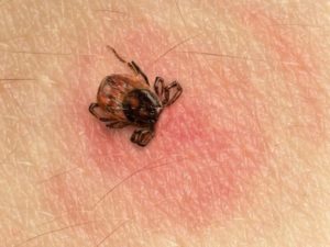Фото и описание видов клещей