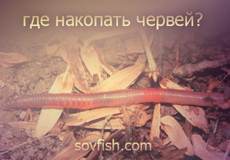 Где и как накопать червей для рыбалки