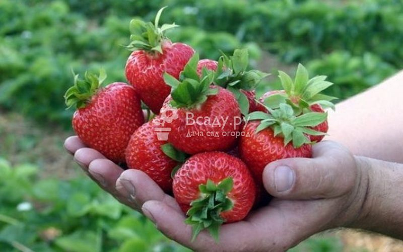 Гибрид клубники и земляники: характеристика