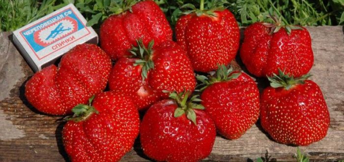 Гибрид клубники и земляники: характеристика