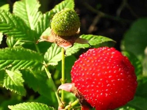 Гибрид клубники и земляники: характеристика