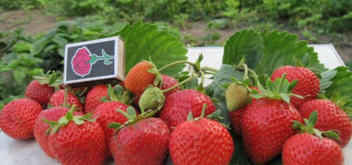 Гибрид клубники и земляники: характеристика