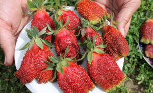 Гибрид клубники и земляники: характеристика