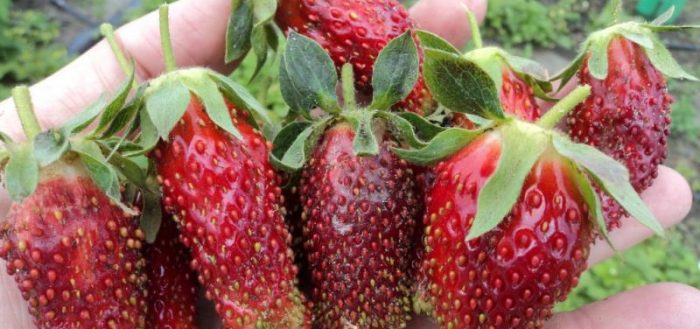 Гибрид клубники и земляники: характеристика
