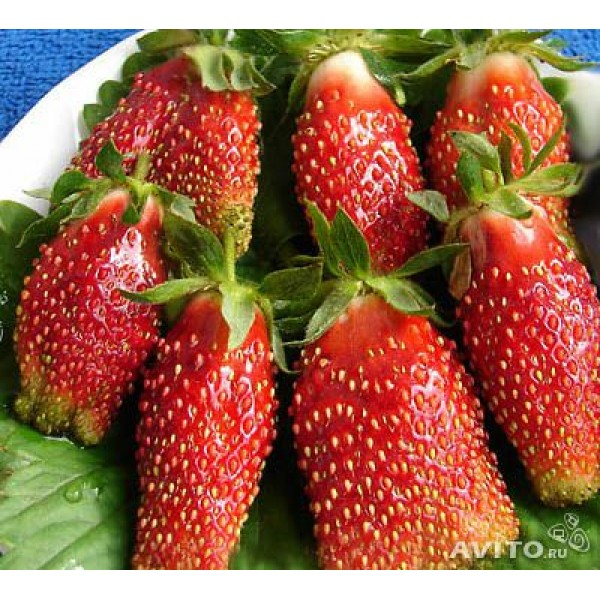 Гибрид клубники и земляники: характеристика