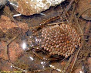 Гигантские водяные клопы