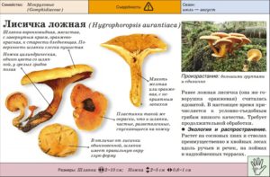 Грибы лисички: описание съедобных, несъедобных видов, места и сроки сбора, состав и полезные свойства мякоти, правила приготовления