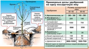 Груша отрадненская: описание сорта, преимущества, характеристика плодов, схема и технология внесения подкормок, лучшие опылители, отзывы