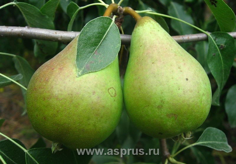 Груша самарская красавица: описание сорта, характеристика плодов, сроки созревания и потребления, защита от заморозков, рекомендации по уходу, отзывы