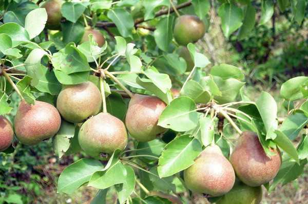 Груша сказочная: описание сорта, характеристика плодов, технология весенней обрезки, защита от болезней, эффективные средства, отзывы и рекомендации