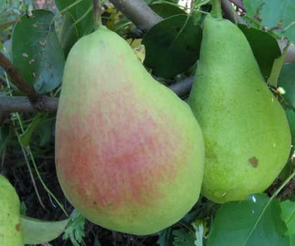 Груша сказочная: описание сорта, характеристика плодов, технология весенней обрезки, защита от болезней, эффективные средства, отзывы и рекомендации