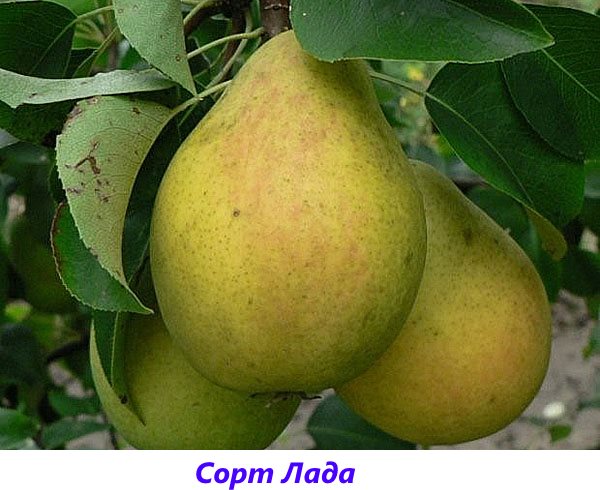 Груша сказочная: описание сорта, характеристика плодов, технология весенней обрезки, защита от болезней, эффективные средства, отзывы и рекомендации