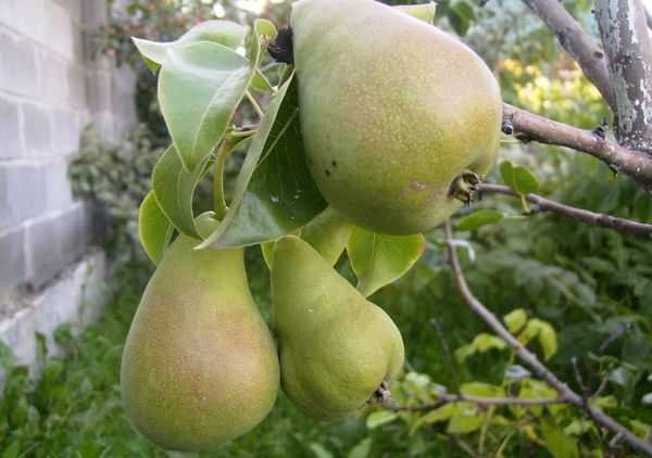 Груша сказочная: описание сорта, характеристика плодов, технология весенней обрезки, защита от болезней, эффективные средства, отзывы и рекомендации