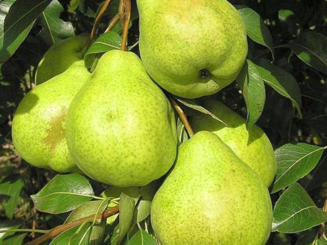 Груша сказочная: описание сорта, характеристика плодов, технология весенней обрезки, защита от болезней, эффективные средства, отзывы и рекомендации