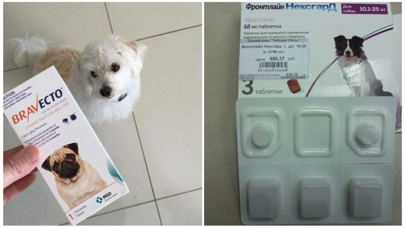 Характеристики и особенности лучших отпугивателей собак — народный рейтинг