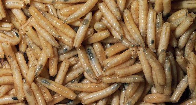 Хранение опарыша для рыбалки