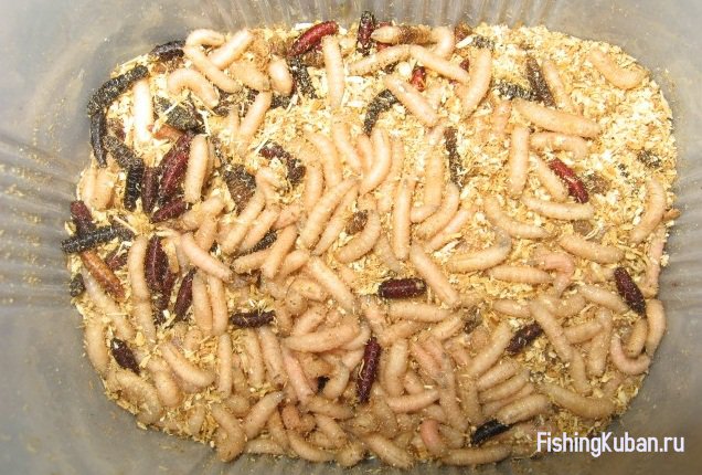 Хранение опарыша для рыбалки