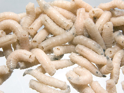 Хранение опарыша для рыбалки